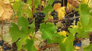 10001560_10100508485058909_141085411531105185_n