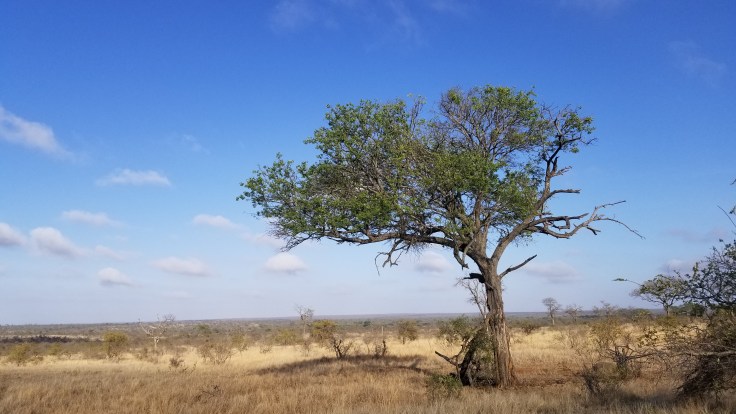 copy of 20181115_064519